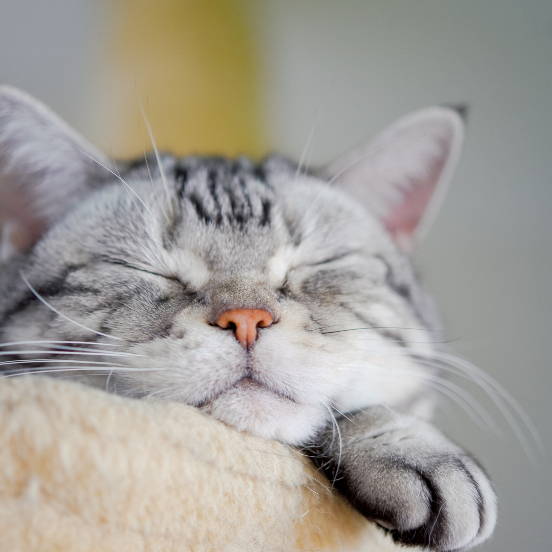 🐱 Bien choisir le panier pour son chat : le guide