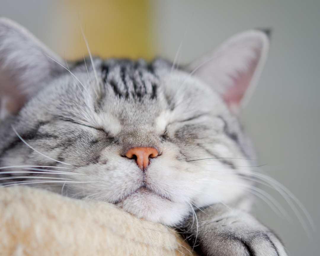 🐱 Bien choisir le panier pour son chat : le guide