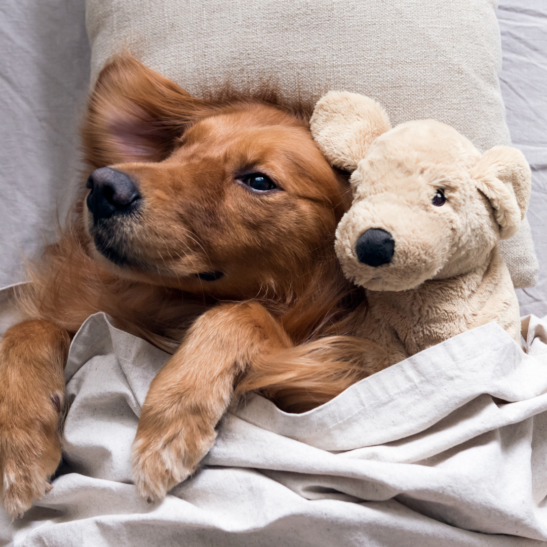 Pourquoi choisir pour un panier orthopédique pour chien ?