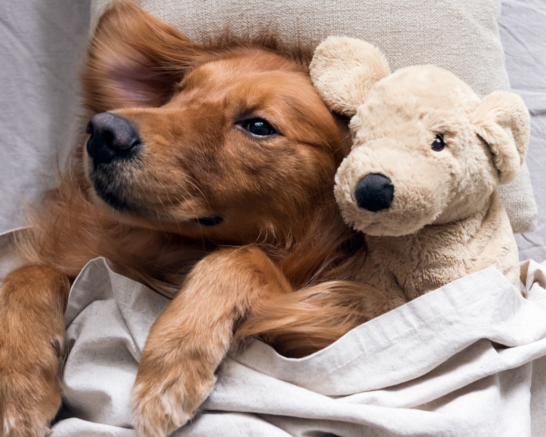 Pourquoi choisir pour un panier orthopédique pour chien ?