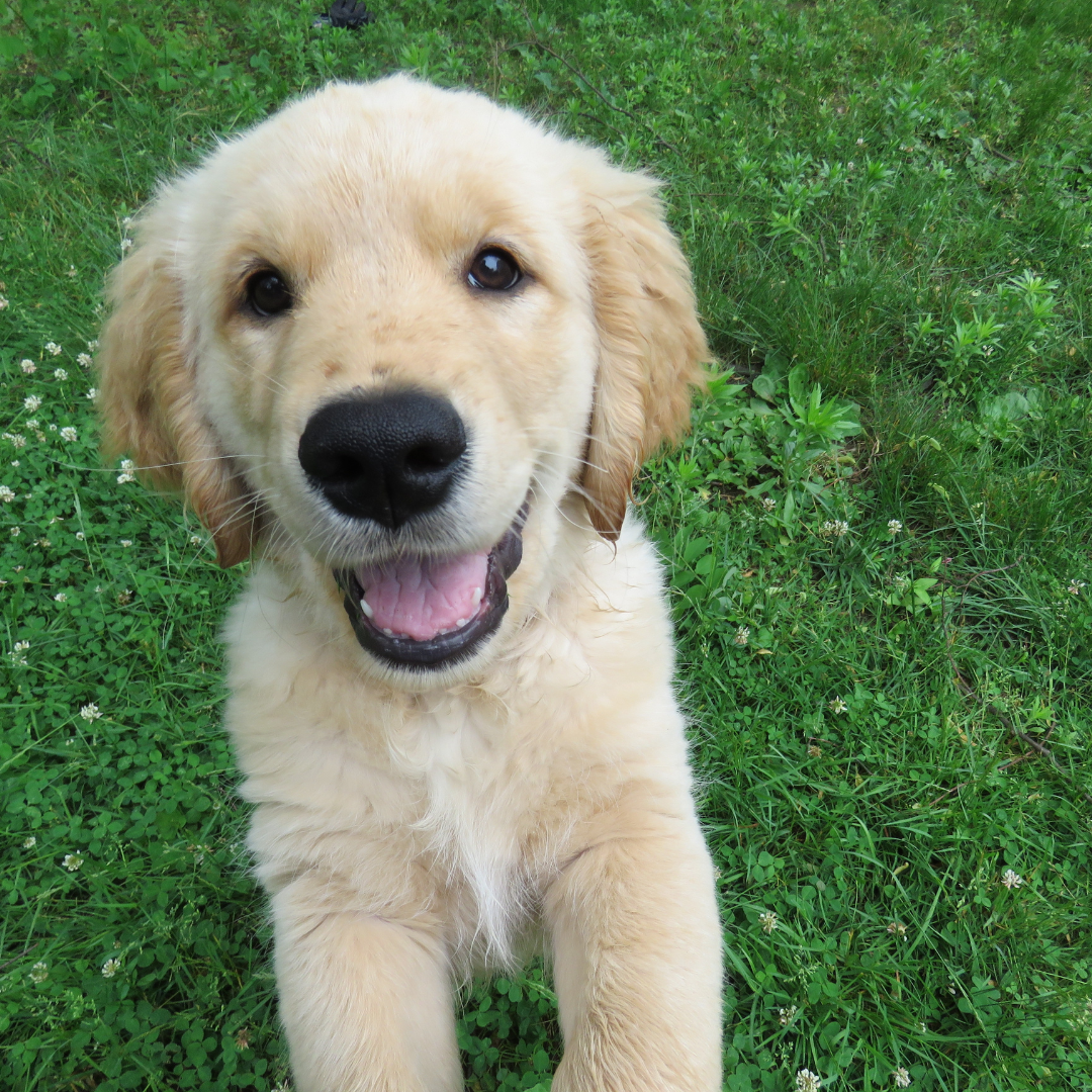 Bien préparer l’arrivée d’un chiot à la maison