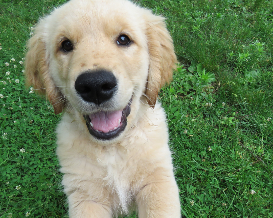 Bien préparer l’arrivée d’un chiot à la maison